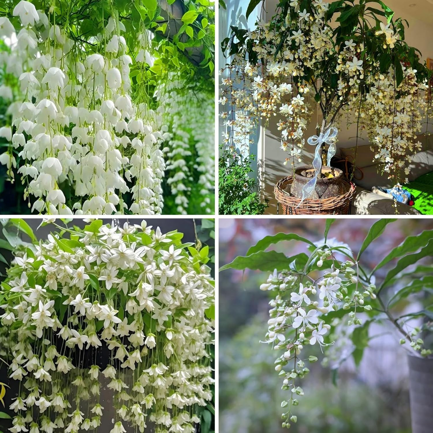 Climbing Weeping Jasmine Seeds for Planting, 300+Pcs Fragrant Climber Jasmine Pe