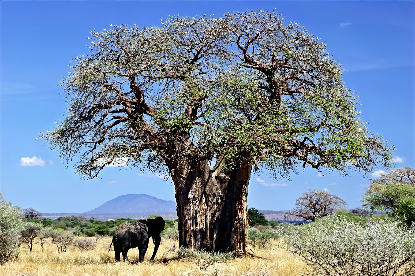 5 Baobab Seeds Adansonia digitata “Tree of Life” Rare Monkey Bread Bonsai Plant