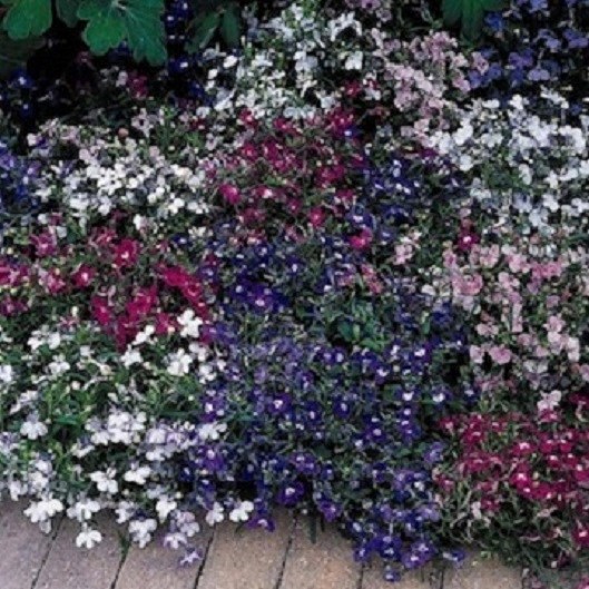 Lobelia Seeds Riviera Mix 50 Multi Pelleted Seeds Garden Starts