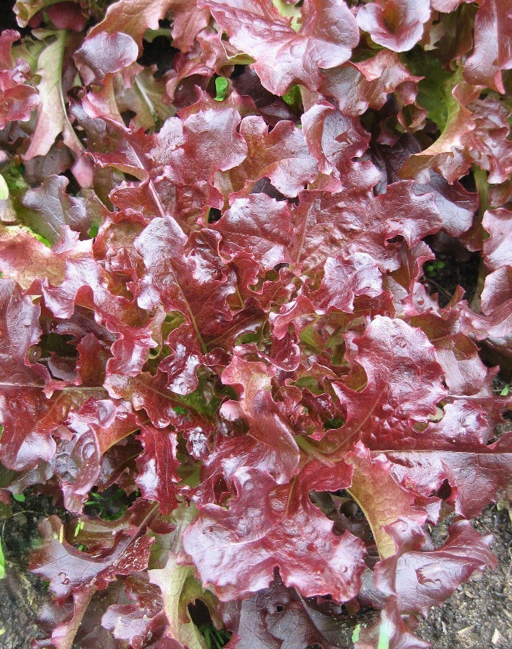 2g Fresh New Harvested Oakleaf Red Leaf Premium Lettuce Seeds-A 87