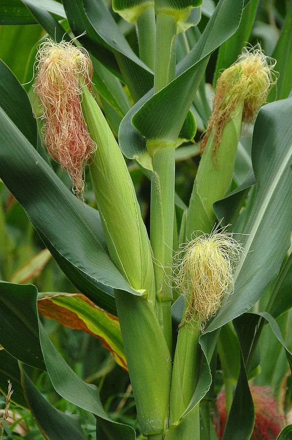 Incredible Sweet Corn Seeds | Untreated NonGMO Golden Yellow Hybrid SE Seed 2024