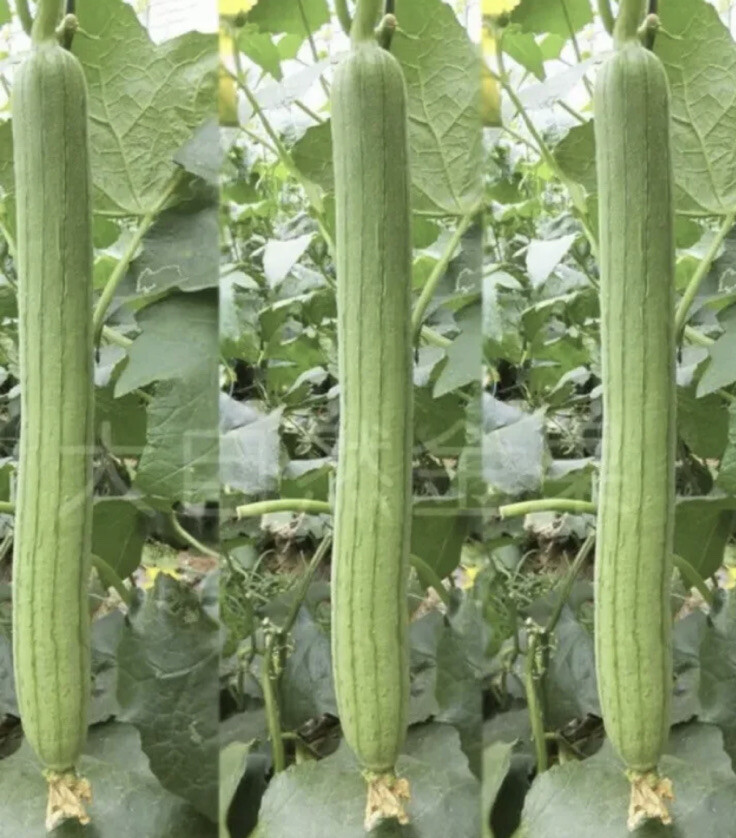 15 LUFFA GOURD SEEDS, White Fresh, Won’t Turn Black After Cutting, 2022 Harvest