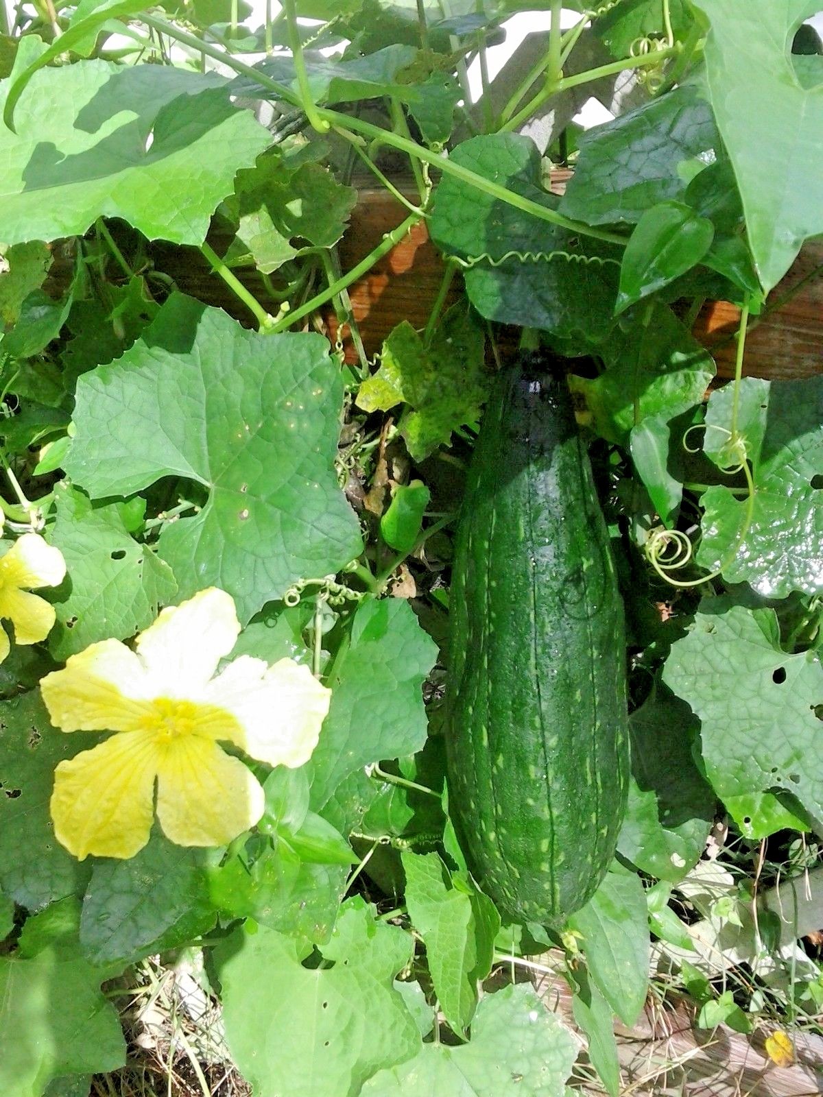 30+LUFFA SPONGE GOURD Seeds Loofah Loofa Lofa Heirloom Vine Garden Container