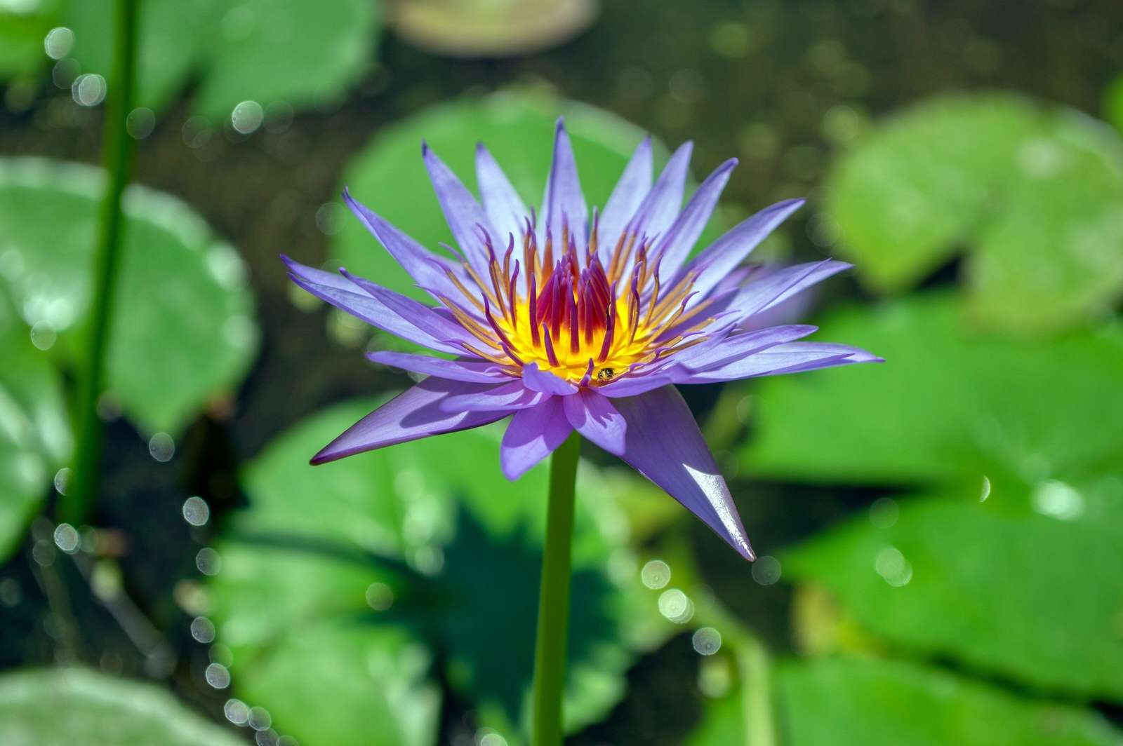 10 BLUE WATER LILY Pad Nymphaea Caerulea Asian Lotus Flower Pond Seeds *Comb S/H