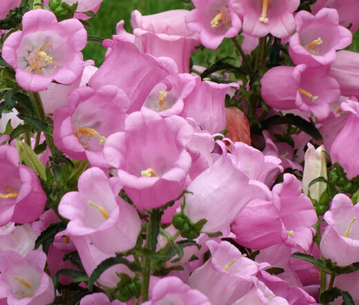 400 seeds Canterbury Bells Pink attracts pollinators +gift