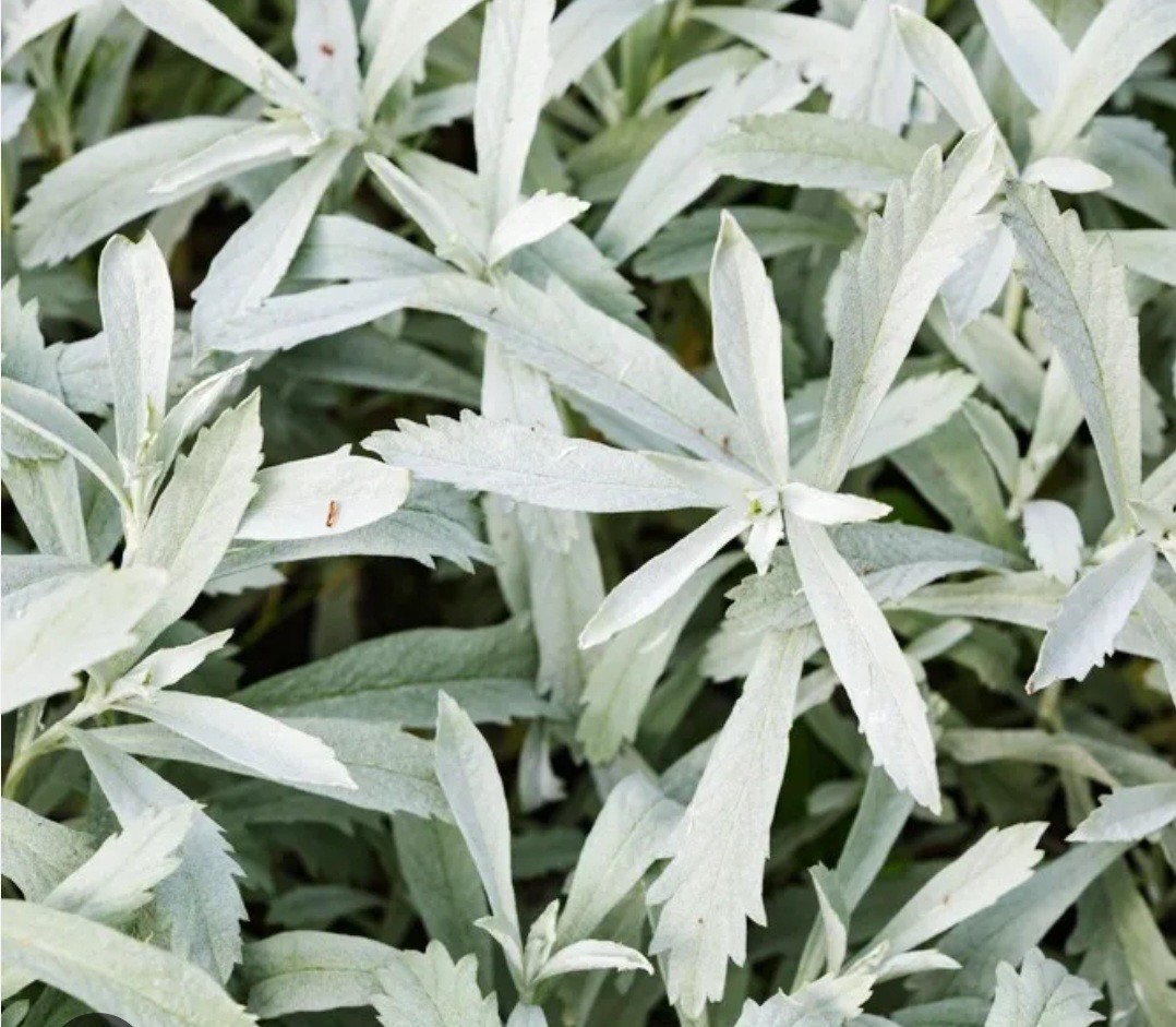 White Sagebrush Seeds (Artemisia ludoviciana)