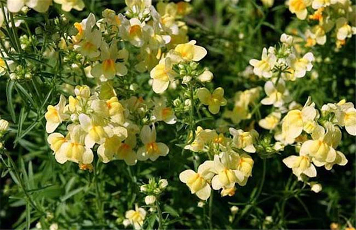 1000+ SEEDS LINARIA VULGARIS toadflax for germination flowering bloom garden bed