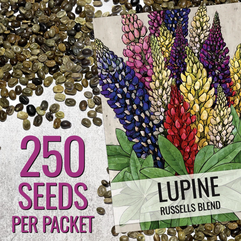 Lupine Russell Seeds For Planting (Lupinus polyphyllus)