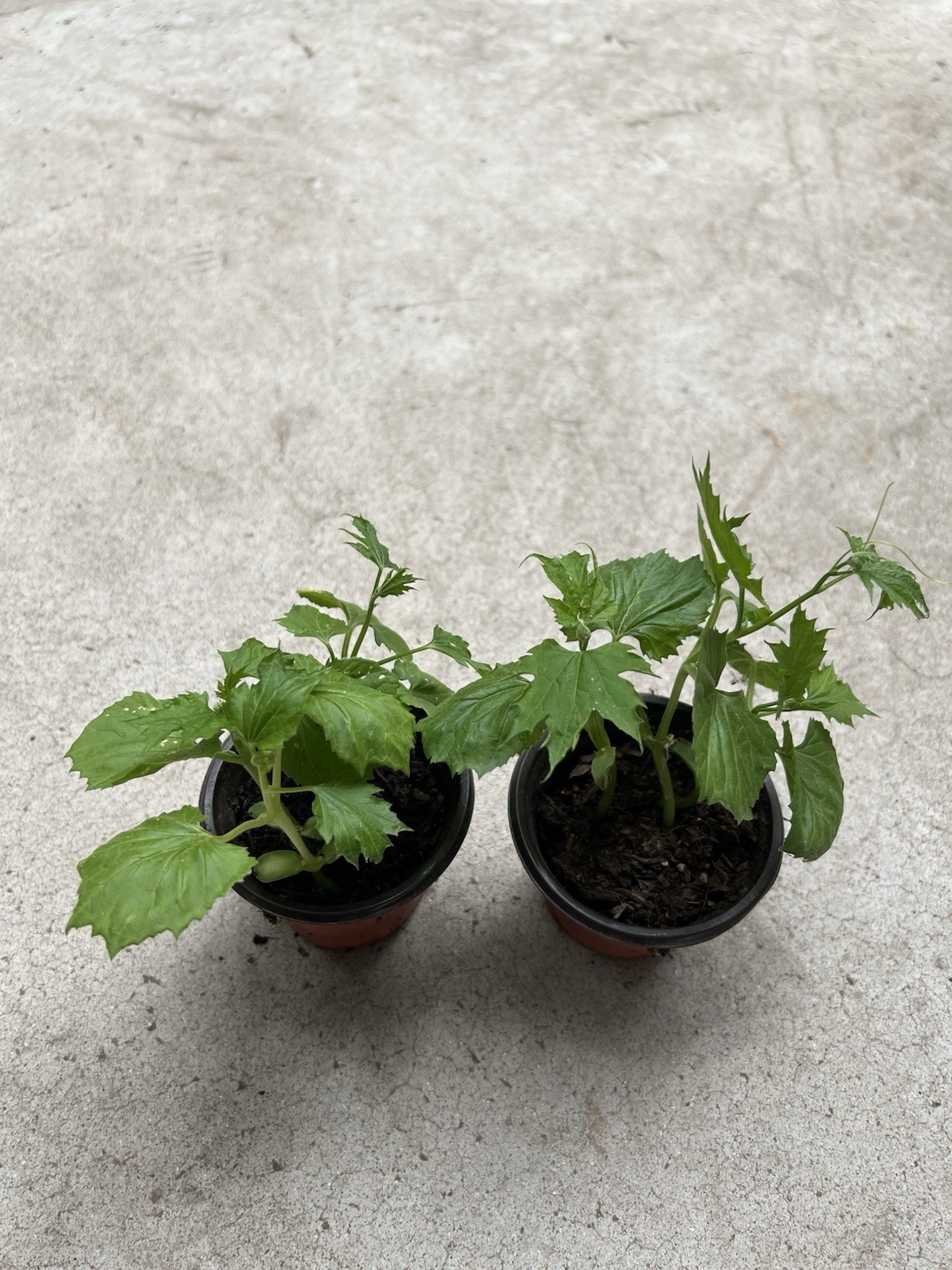 2 BitterMelon Starter Plant Live Vegetable Ready To Plant
