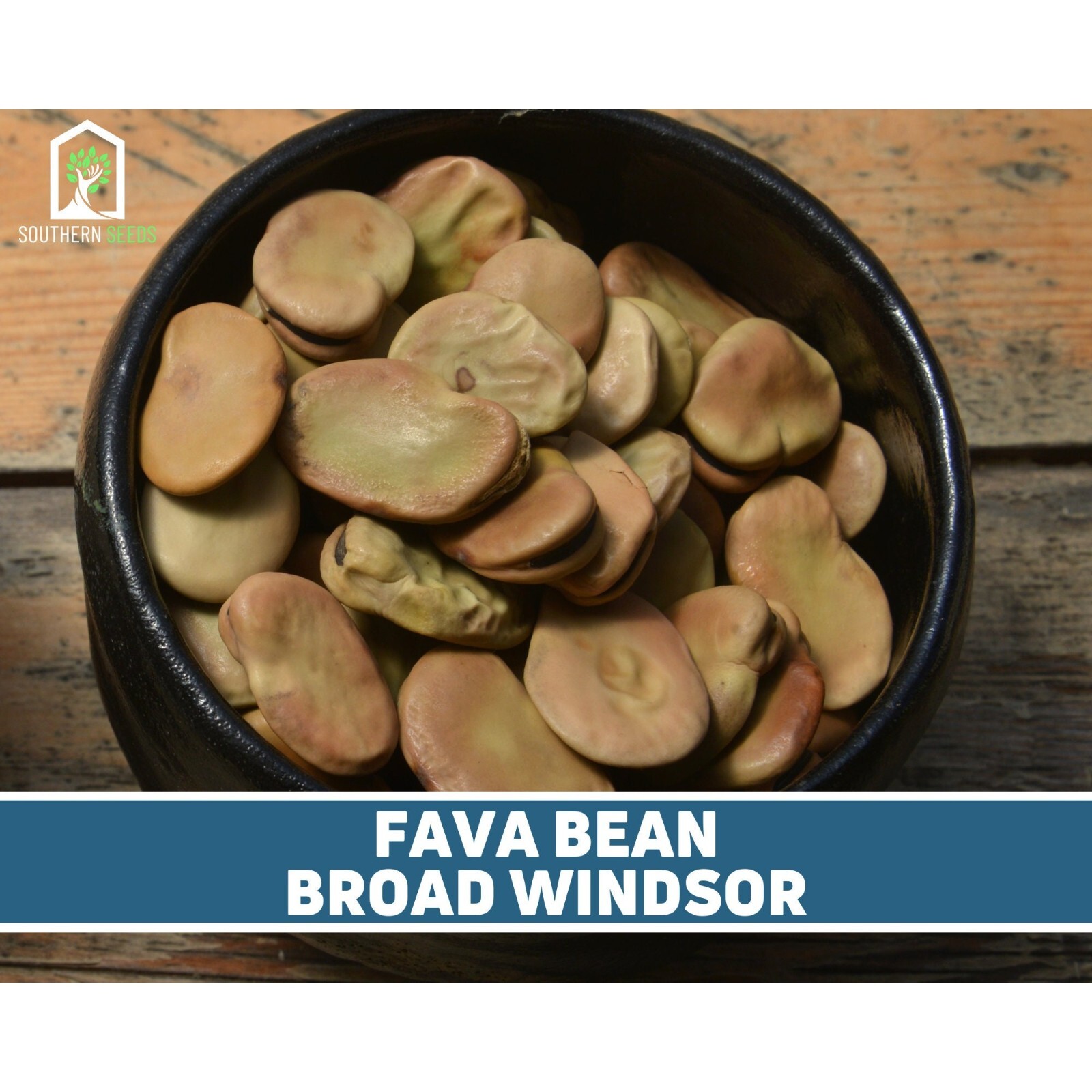 Bean, Fava Broad Windsor – 10 Seeds, Heirloom Vegetable (Vicia faba)