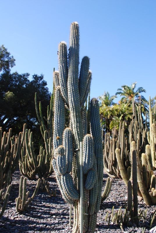 10 “BLUE CEREUS” CACTUS SEEDS (Browningia hertlingiana) RARE Tree Like Cacti