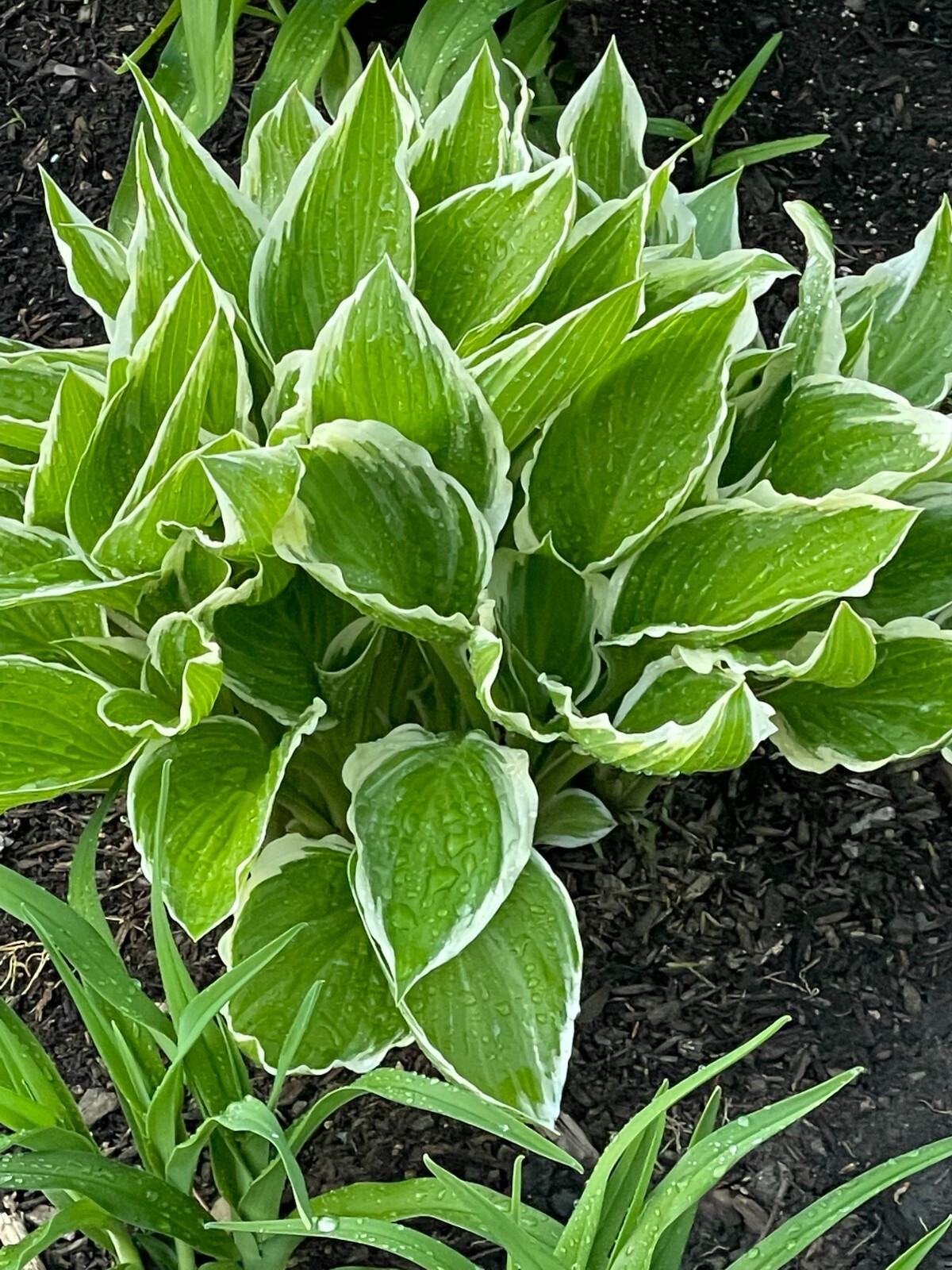 6 White & Green HOSTA Bare Root Perennial Plant