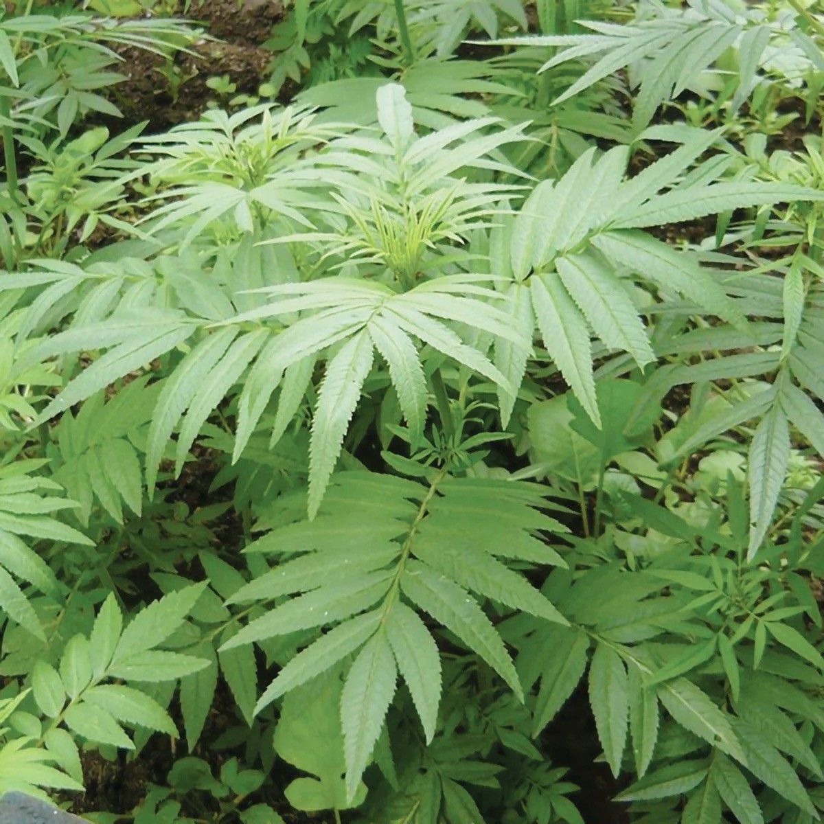 50 Black Mint – Huacatay Seeds (Tagetes minuta) Medicinal & Culinary Herb – USA