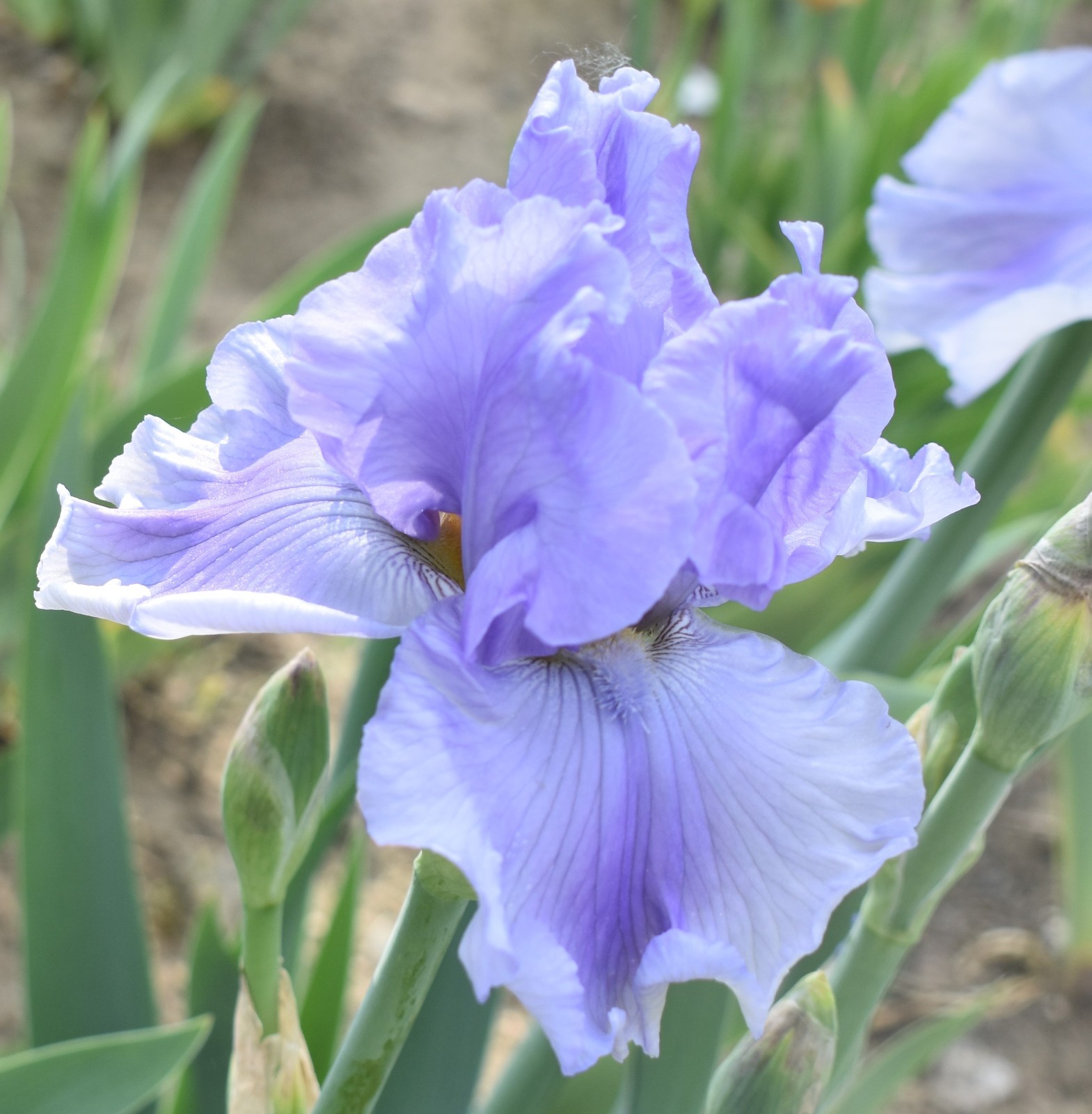 ‘Misty Twilight’ ﻿ Tall Bearded Iris Rhizome PRE-SALE to Ship Aug/Sept