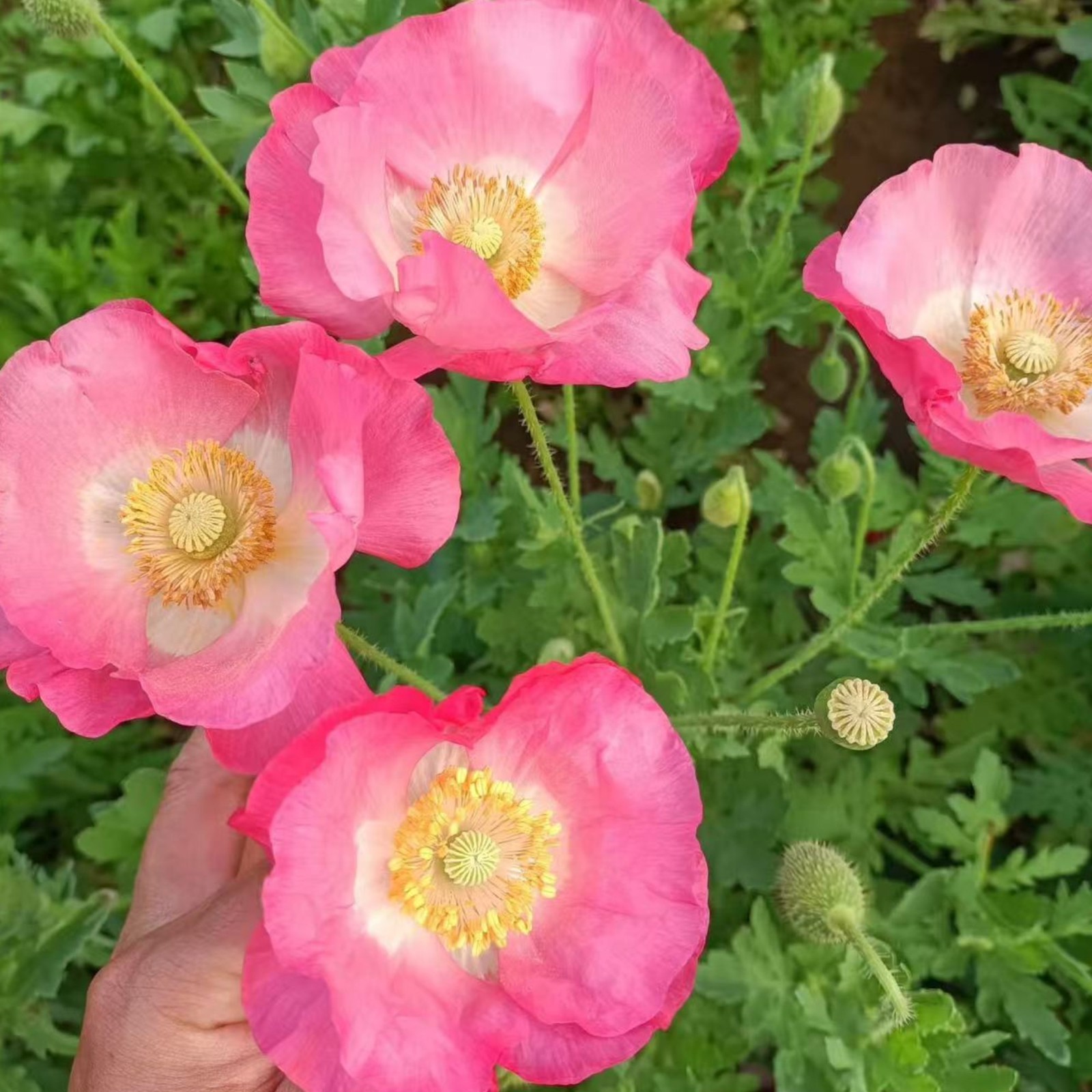 1000 Double Pink Shirley Poppy Seeds – Papaver rhoeas Garden Flower Zones 3–10