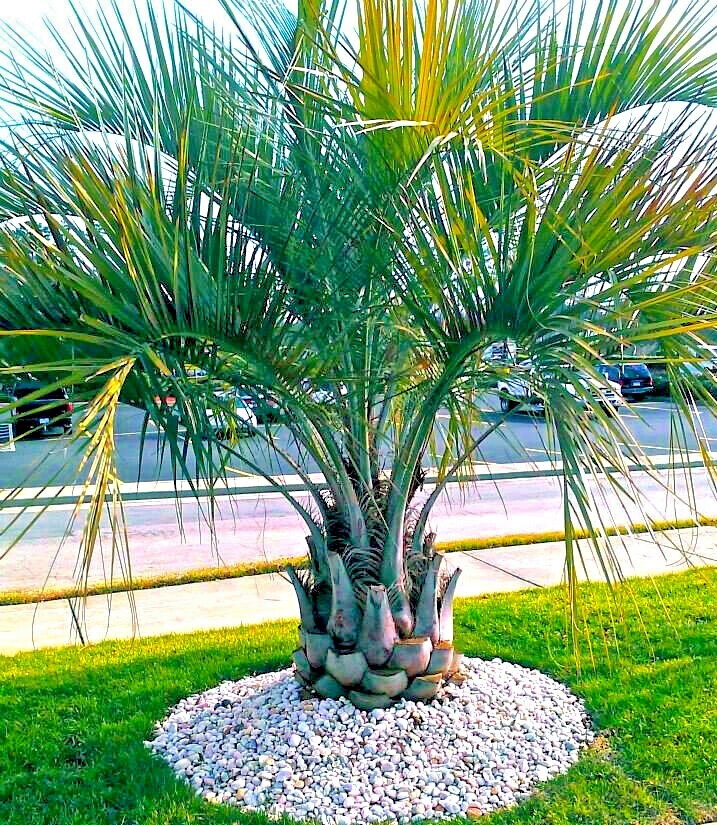 10 Jelly Pindo Palm Tree Seeds (Butia capitata) Cold Hardy Tropical Fruit Plant