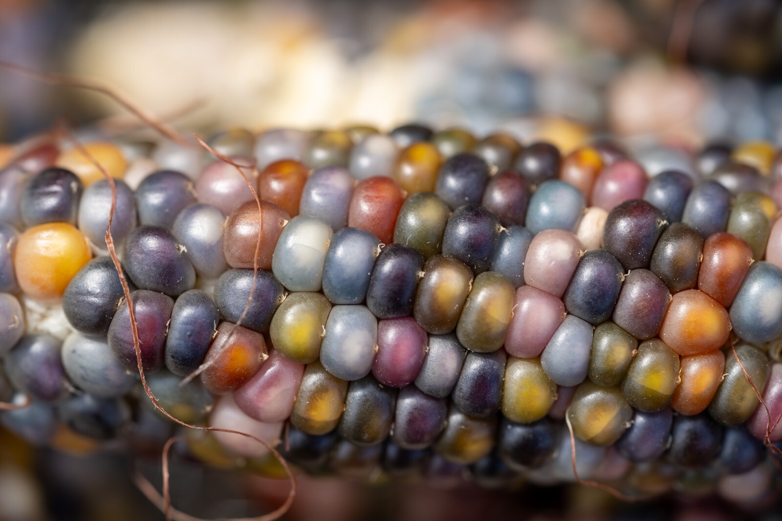 Glass Gem Corn Seed Packet Bulk Organic Non-GMO Kaleidoscopic Colors Heirlooom