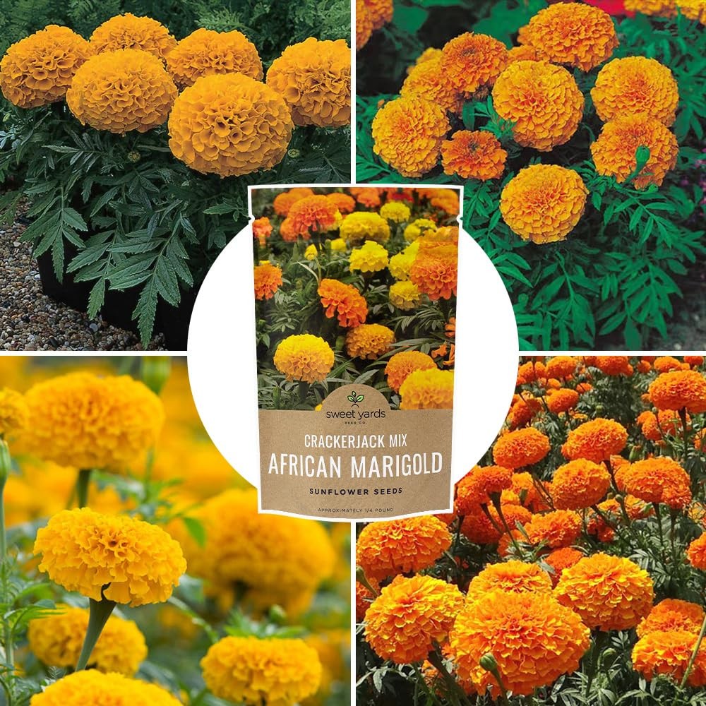 African Marigold Seeds Crackerjack Mix 4 Ounce (Pack of 1), Yellow and Orange