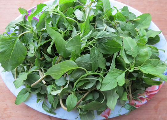 GREEN SPINACH, AMARANTH SEEDS, RAU DỀN CƠM , 绿菠菜 | 99% GERMINATION |