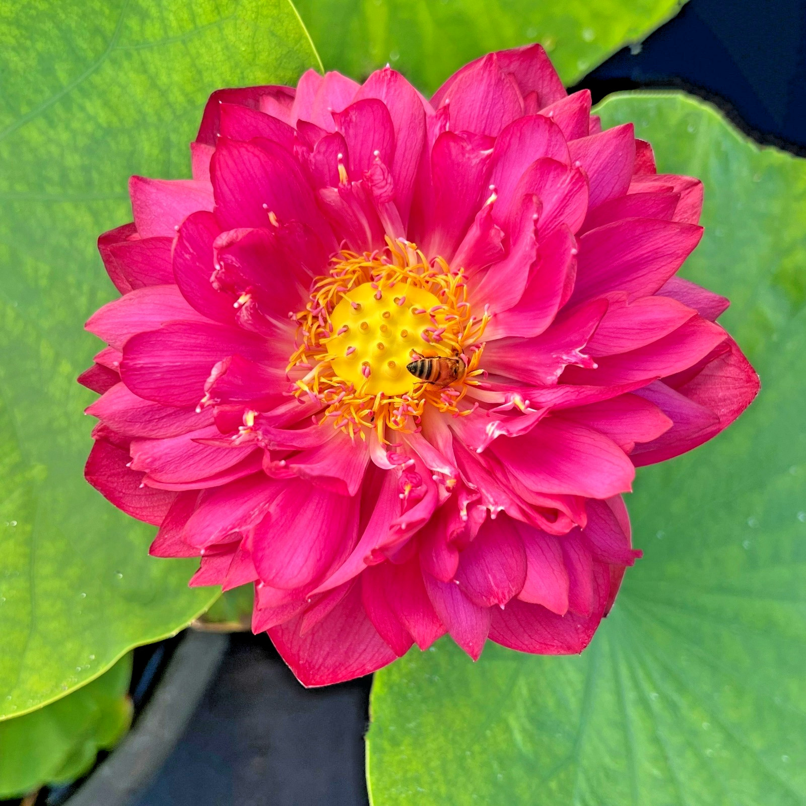 5 SIAM RUBY LOTUS SEEDS – ( MINI BOWL LOTUS ) – Nelumbo Nucifera