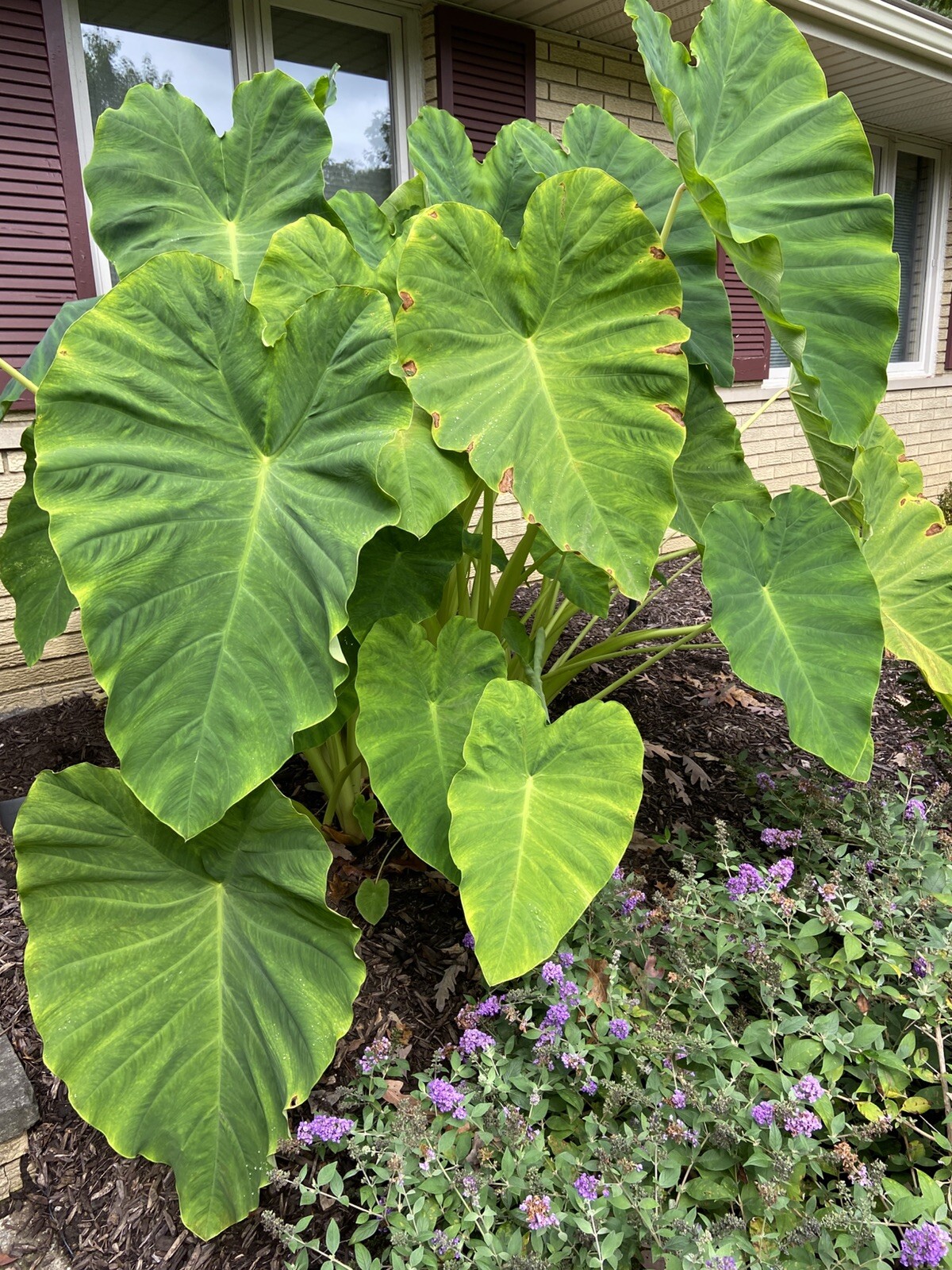 2 LARGE size Elephant Ear Bulbs….SPRING SALE!