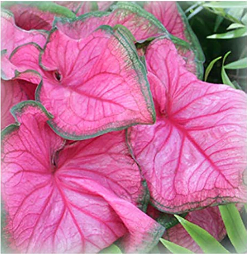 Heirloom Florida Sweetheart Caladium – Large Root – Extended Bloom Time in Pink
