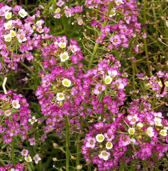 Landscaper’s Pack Alyssum DWARF CARPET BLEND Fragrant Groundcover 5000 Seeds!