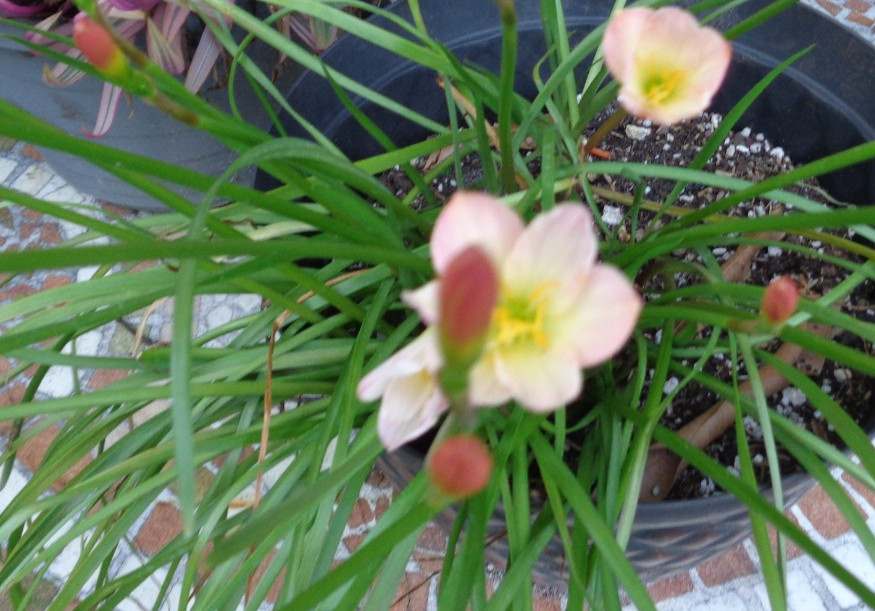 15 Fresh Seeds Pink / White / Yellow Rain Lily