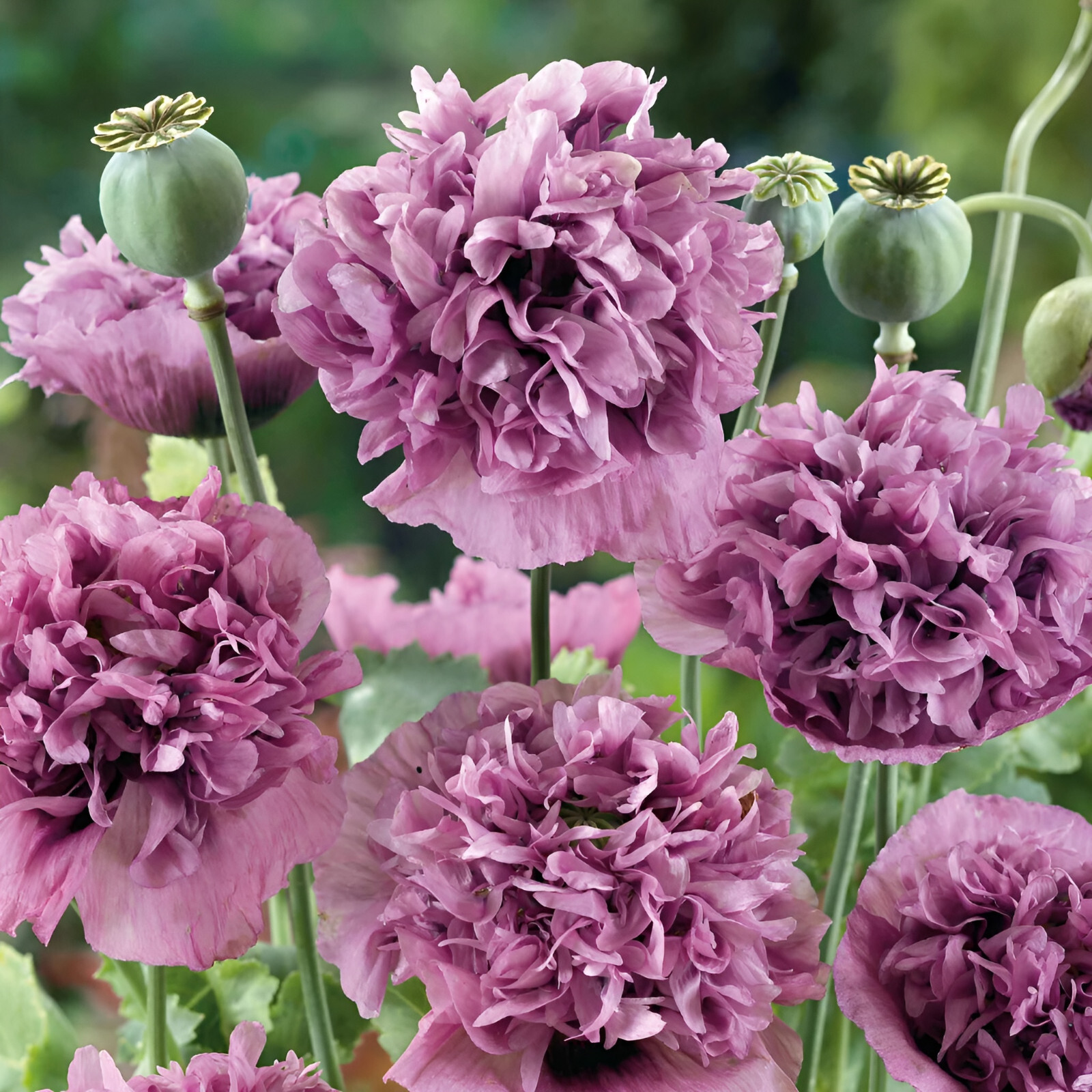 1,000 Violetta Blush Poppy Seeds – P.Somniferum – Giant Purple Heirloom Blooms