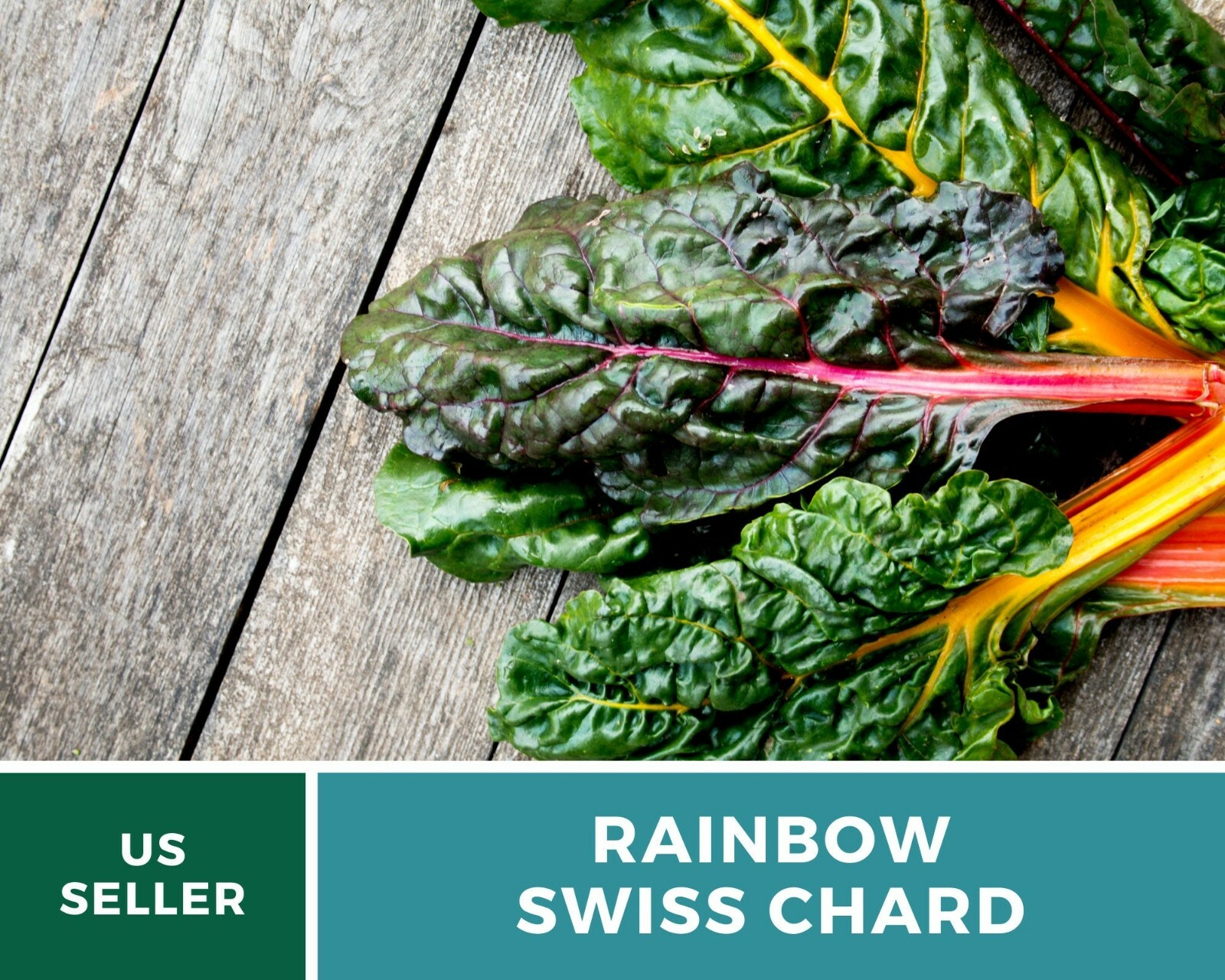 Swiss Chard, Rainbow – Heirloom Seeds – Spring or Fall crop – Non GMO (Beta vulg