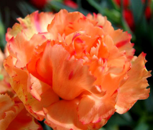 CARNATION CHABAUD ORANGE Dianthus Caryophyllus – 100 Bulk Seeds