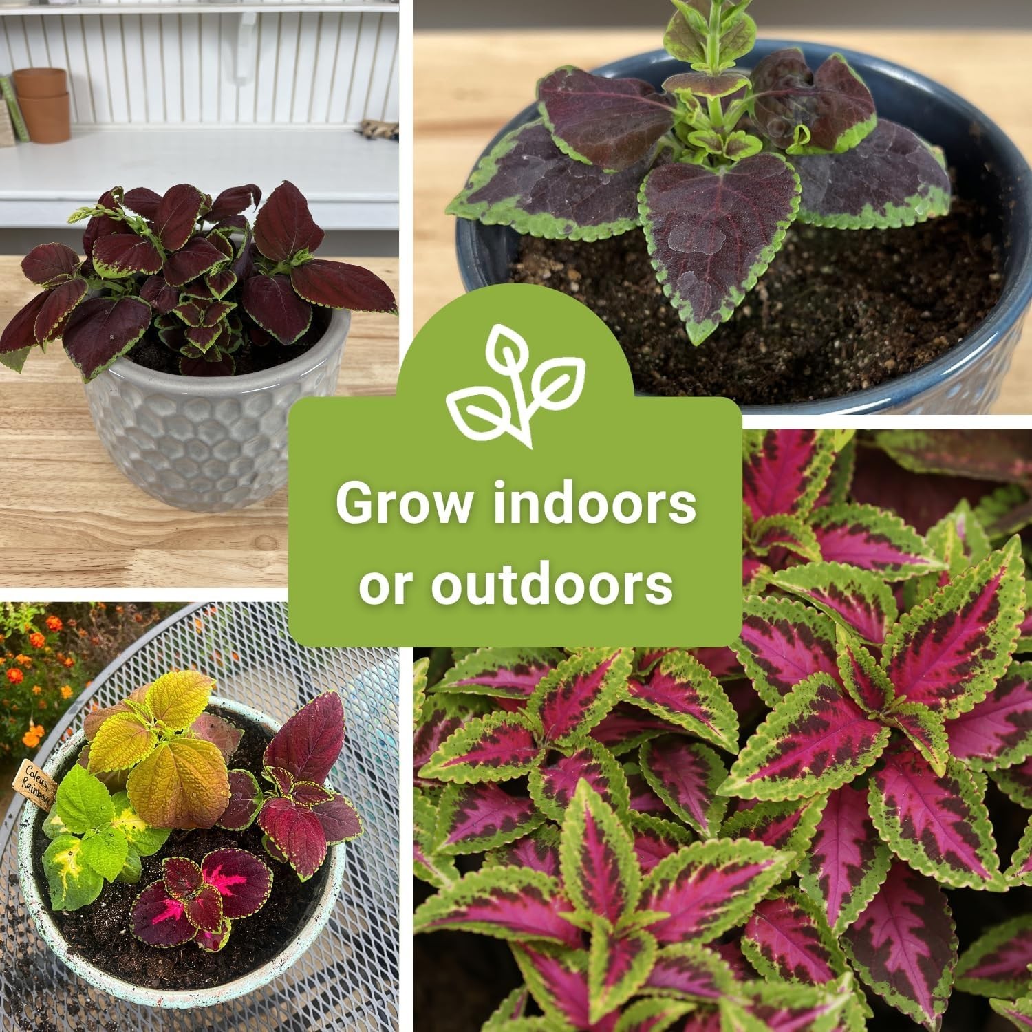 Colorful Rainbow Mix Coleus Seeds – Perfect for Vibrant Indoor/Outdoor Displays