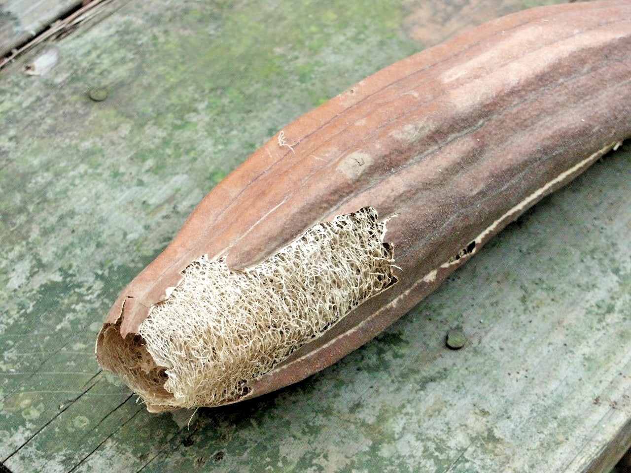 30+LUFFA SPONGE GOURD Seeds Loofah Loofa Lofa Heirloom Vine Garden Container