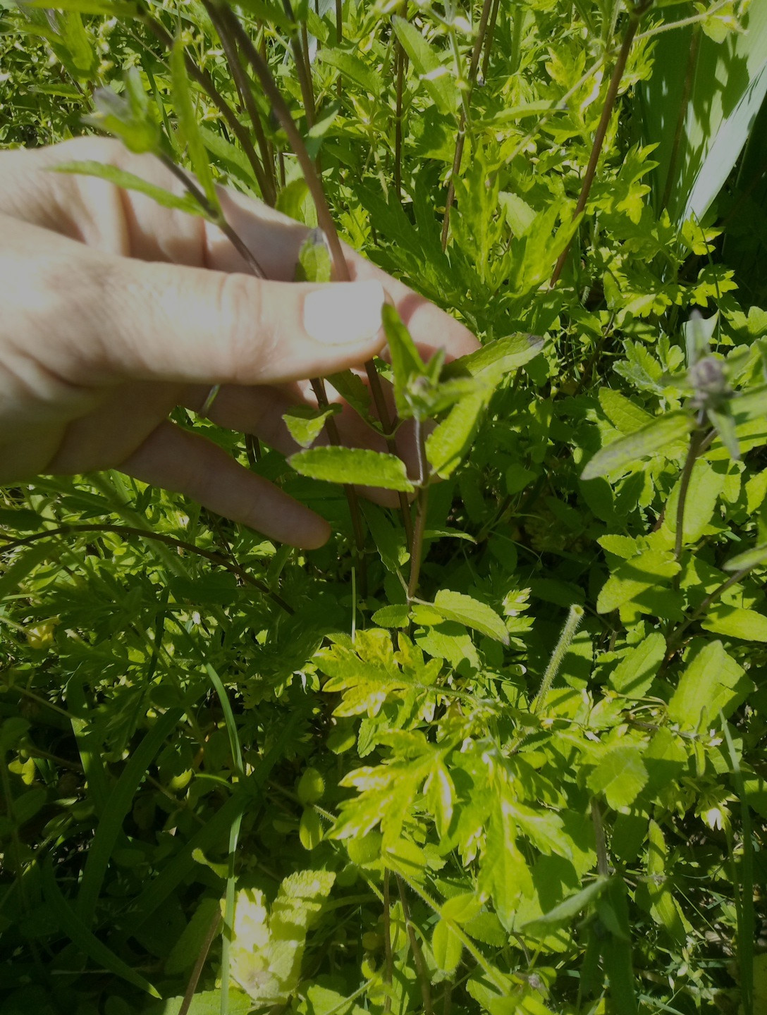 15 Florida Betony (Stachys floridana) Root Tubers- Freshly Dug & Ready To Plant