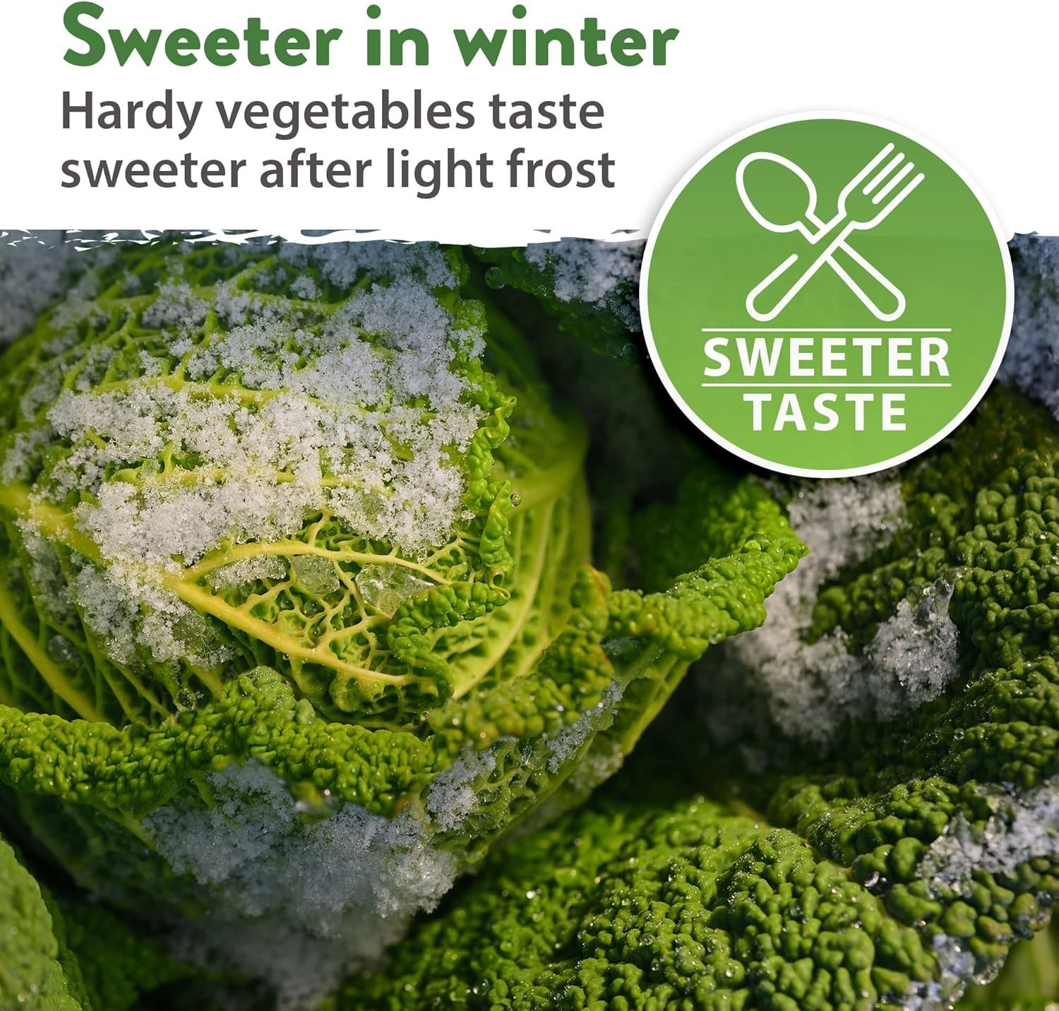 Winter Vegetable Seeds Collection – 12 Organic Heirloom Varieties for Gardeners
