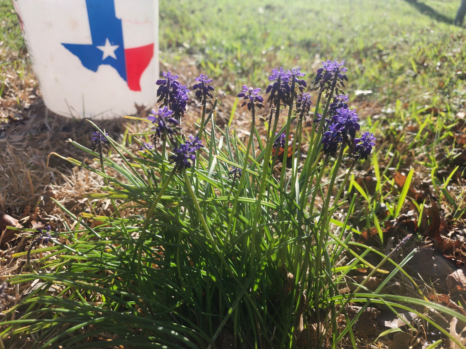 Grape Hyacinth Bulblets (4oz Bag)