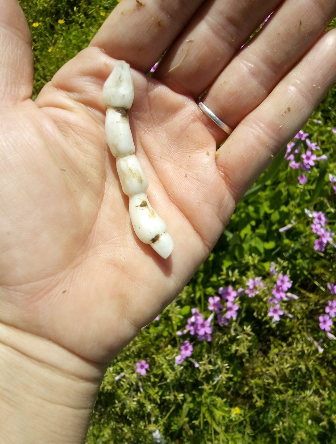 15 Florida Betony (Stachys floridana) Root Tubers- Freshly Dug & Ready To Plant