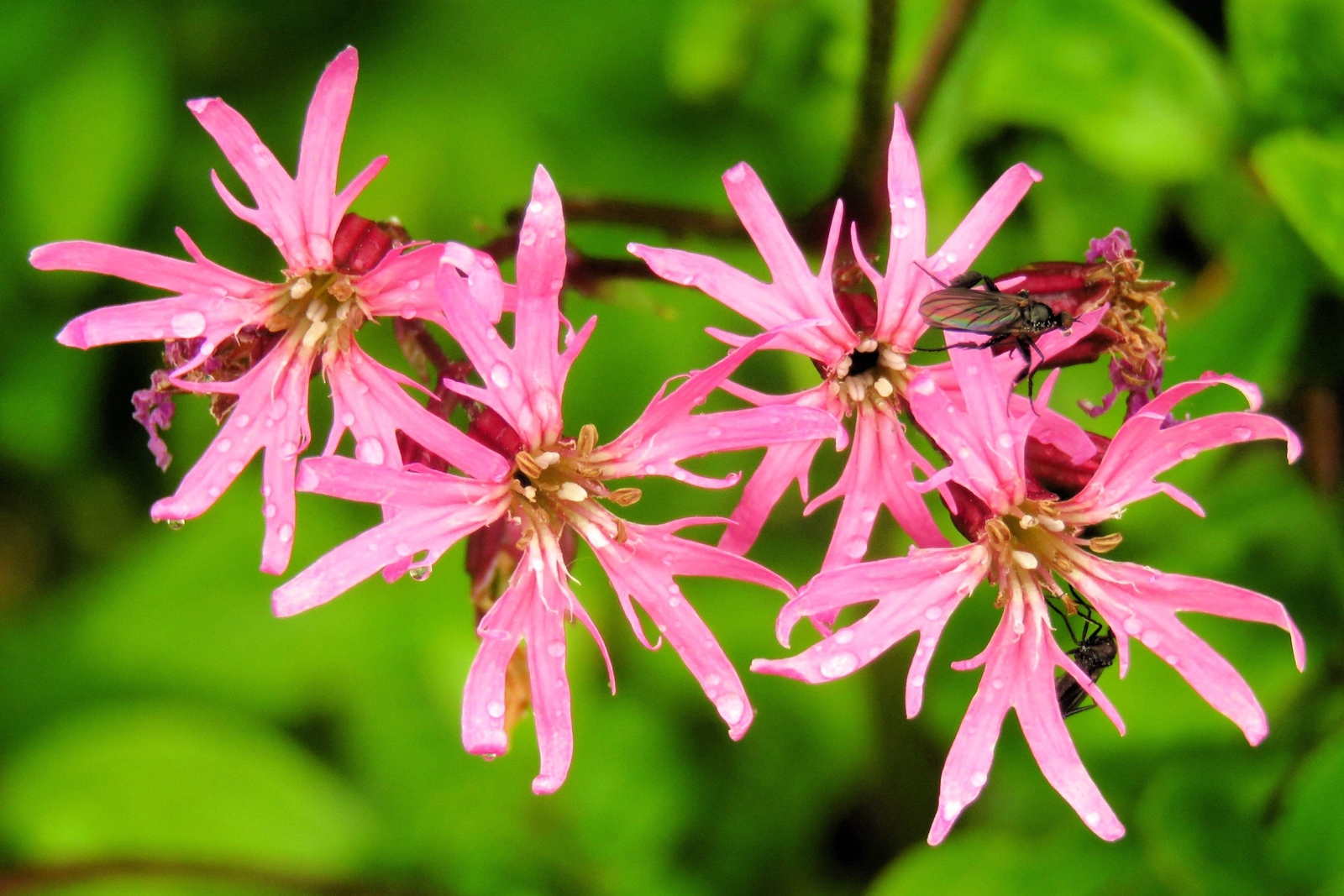 100 RAGGED ROBIN Pink Purplish Lychnis Flos Cuculi Pink Flower Seeds *Flat S/H