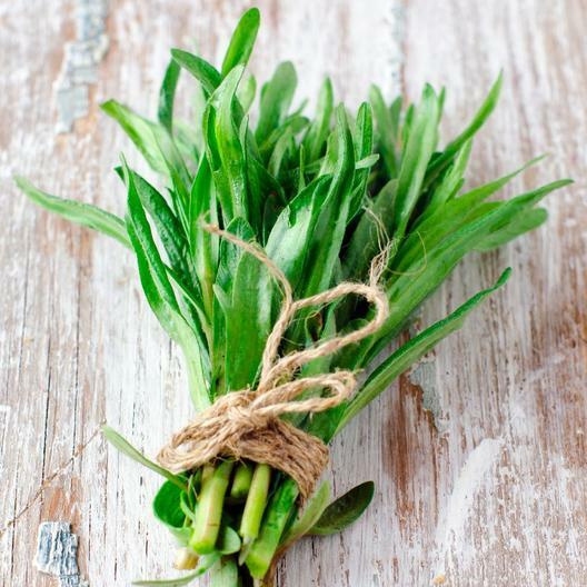 2000 Tarragon Seeds Artemisia dracunculoides