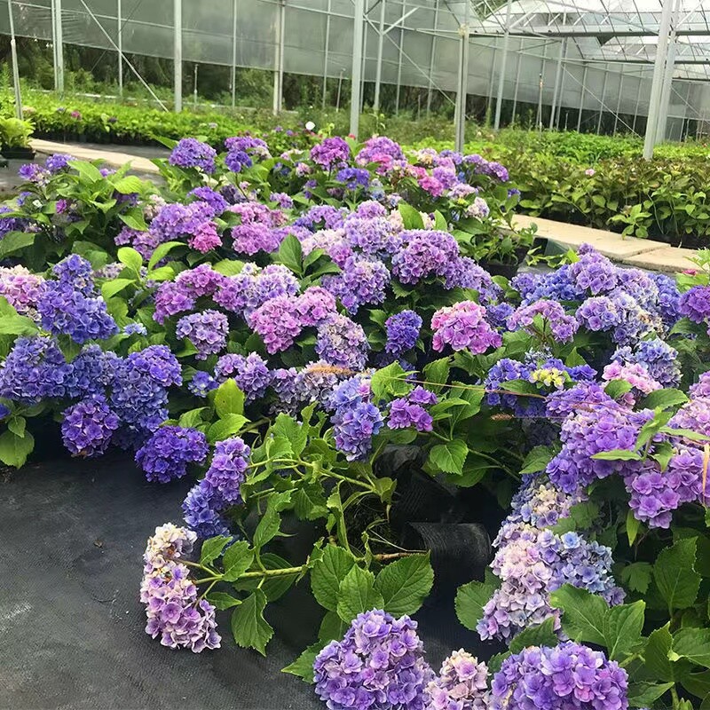 20 HYDRANGEA FLOWER SEEDS rare exotic ball bloom plant garden bush germination