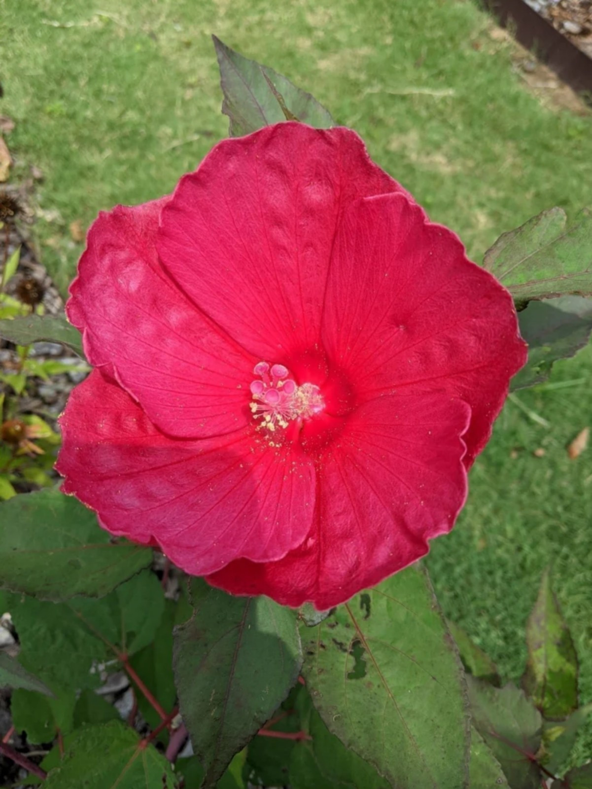Cold Hardy Red Hibiscus, 15 seeds
