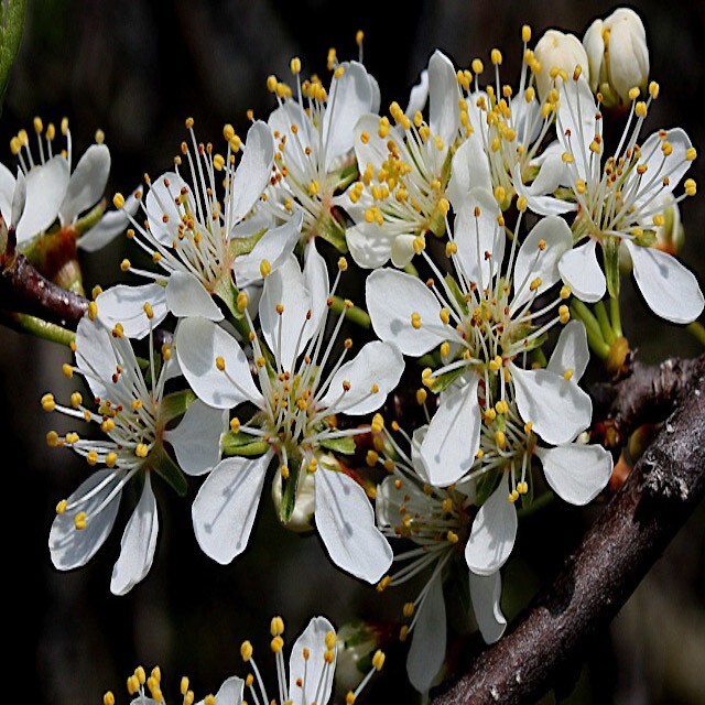 AMERICAN PLUM TREE SEEDS (Prunus americana) Fast Fruit Flower Plant Hardy-Zone 3