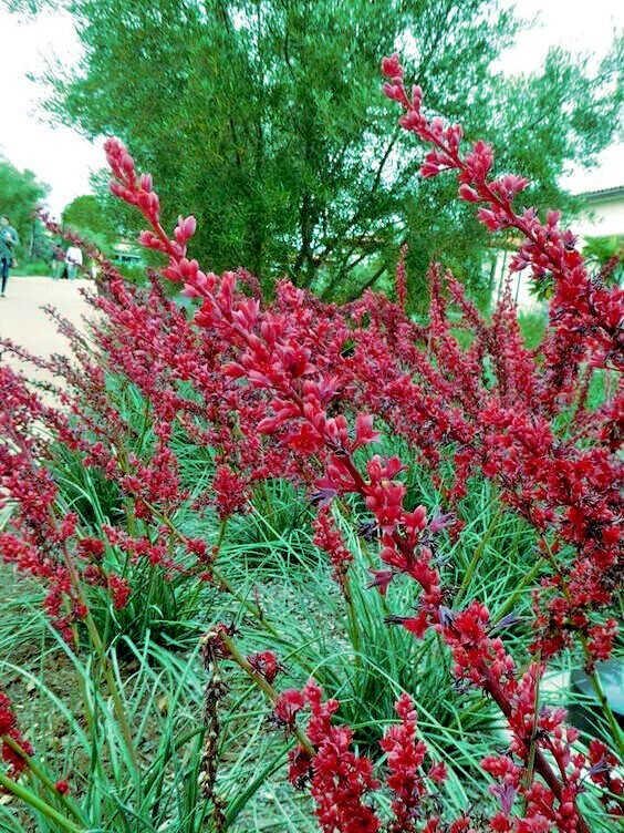 25 RED YUCCA SEEDS (Hesperaloe parviflora) Hummingbird & Butterfly Flower Plant