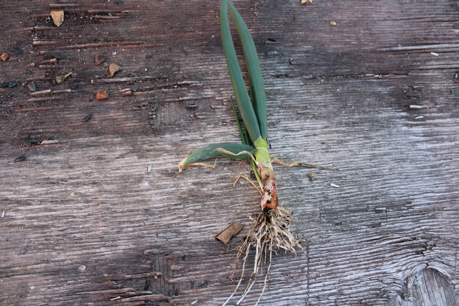 Perennial Egyptian Walking Onions Fresh Picked Sets Hardy 10 bulbs