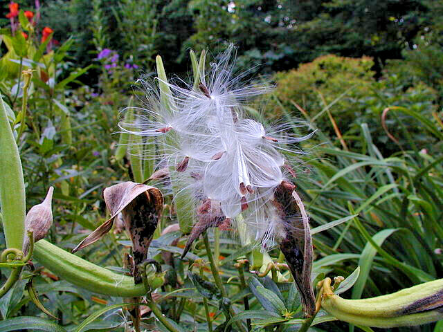 MILKWEED 100 SEEDS, ASCLEPIAS TUBEROSA, ORANGE BUTTERFLY WEED, EZ TO GROW.