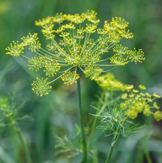 DILL – DUKAT Butterfly Host Plant Non-GMO 500 Seeds