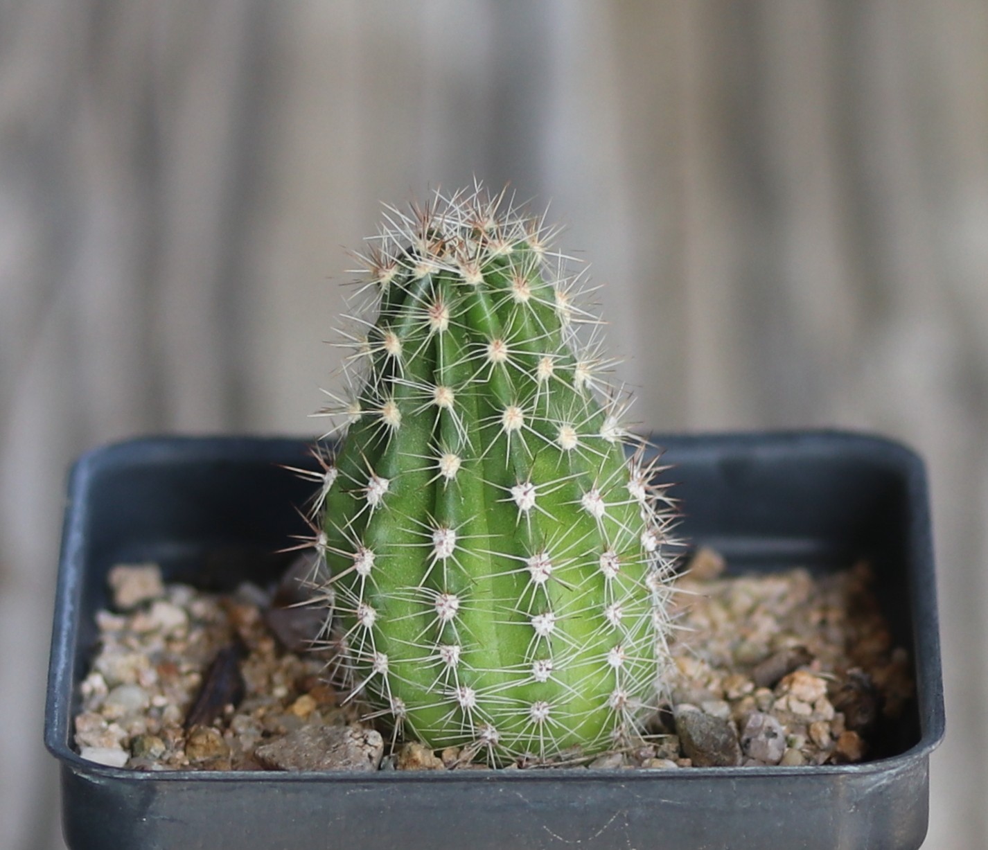 Echinopsis hybrid ‘W-24’