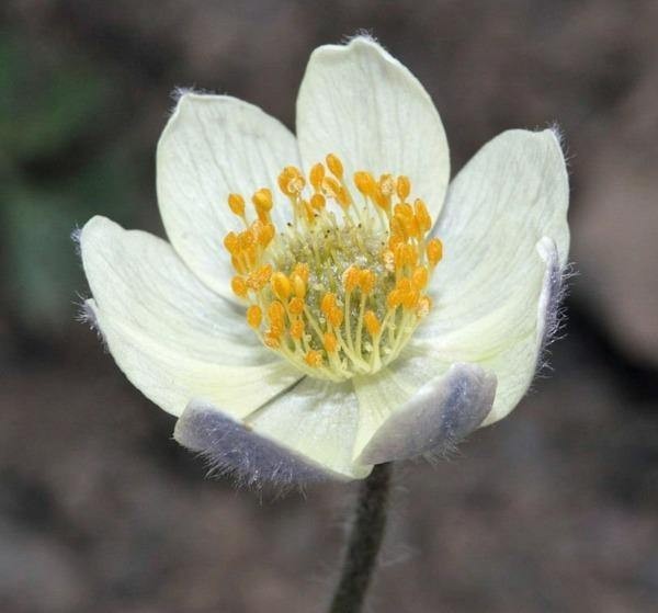 Anemone occidentalis | Western Pasqueflower | 20 Seeds