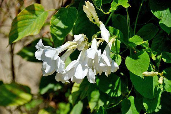 Mandevilla laxa | Chilean Jasmine | White Star | 5 Seeds