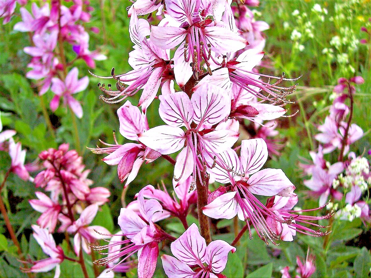 20 GAS PLANT Seeds (Dictamnus albus) Perennial Herb Flower ESSENTIAL OIL Plant